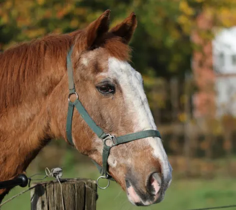 Senior horse in a pasture looking over a fence